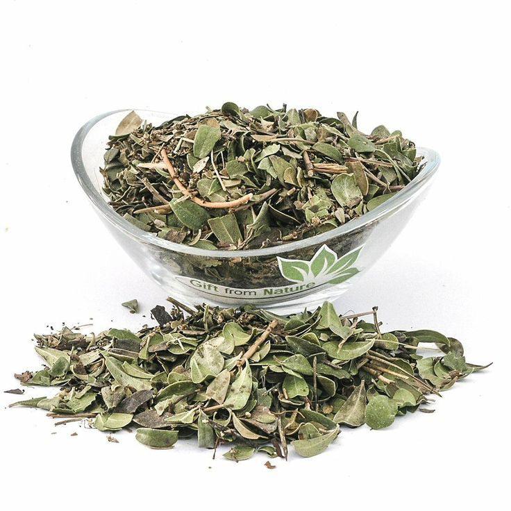 Uva Ursi / Bearberry