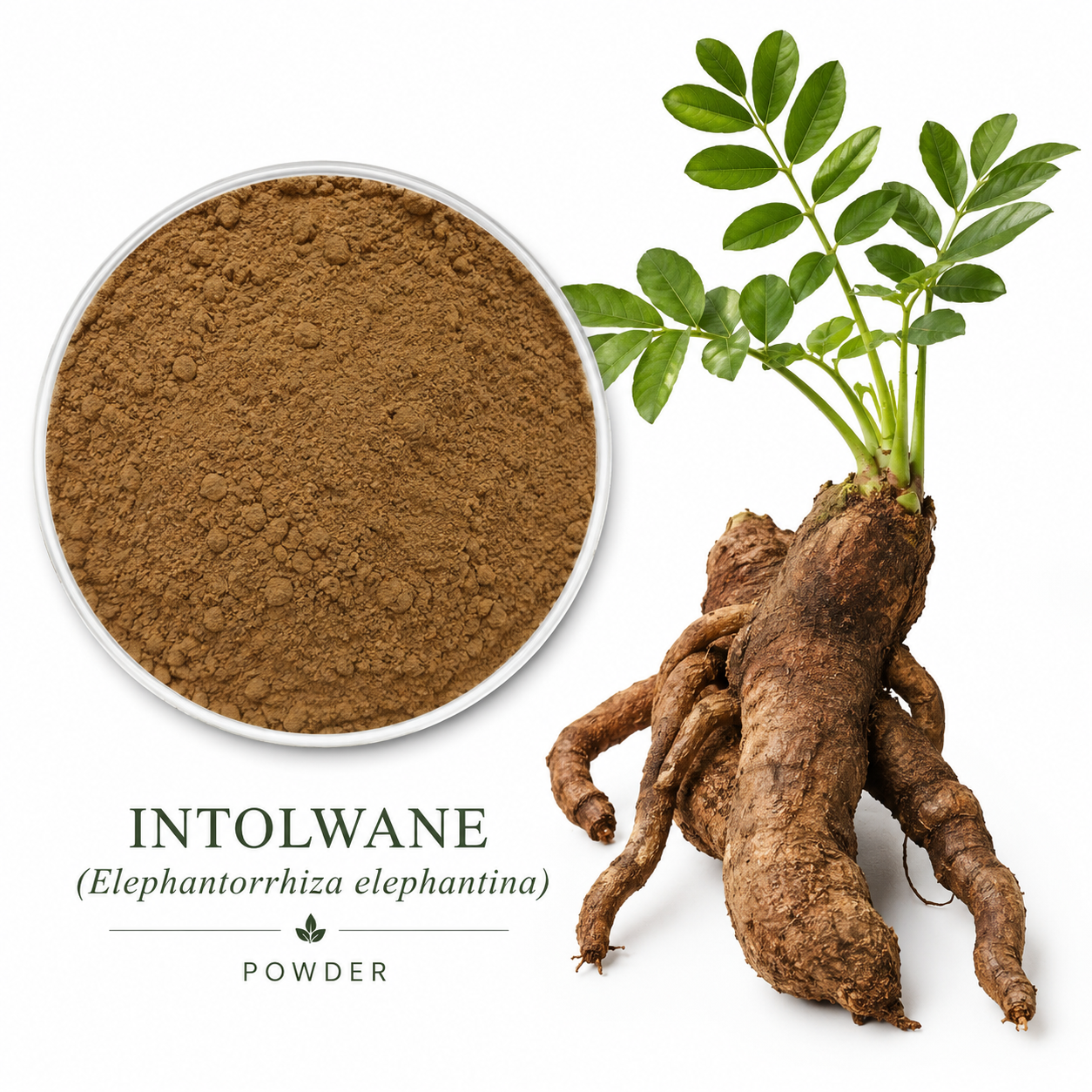 Intolwane/Ndorani Powder