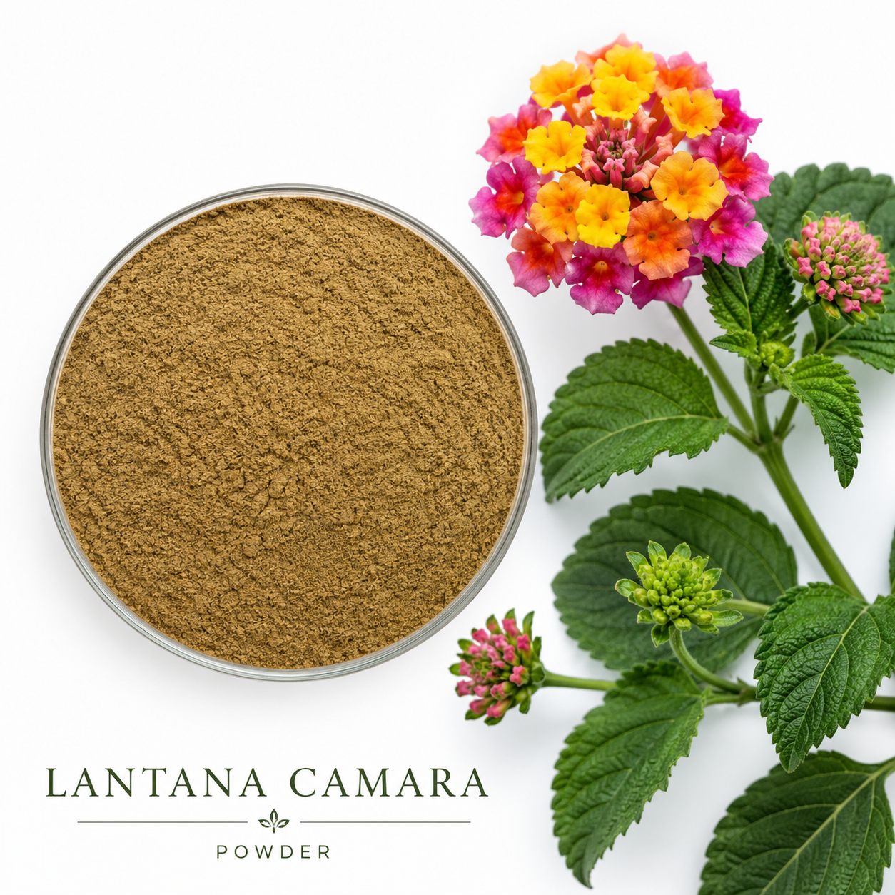Lantana Camara
