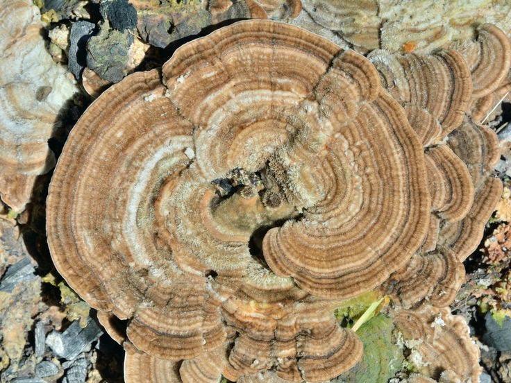 Turkey Tail Powder