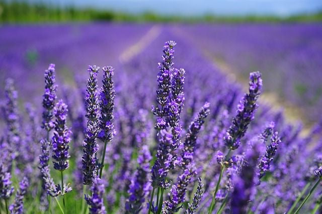 Lavender Blossoms