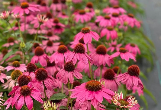 Echinacea Herb Cut