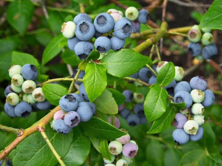 Bilberry Leaves