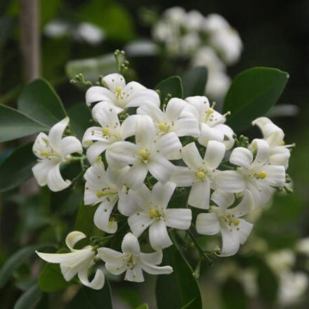 Jasmine