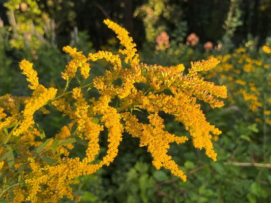 Golden Rod