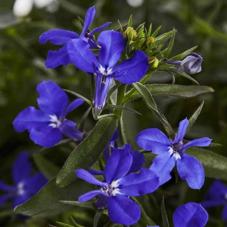 Lobelia