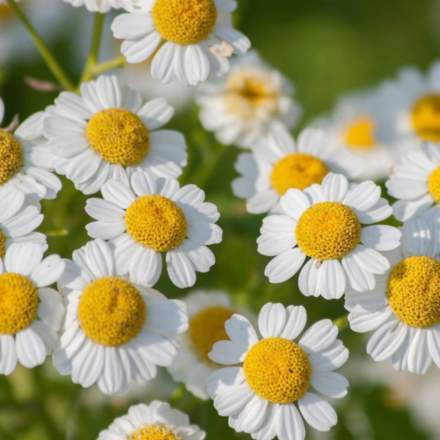 Chamomile Soothe Bath Salt